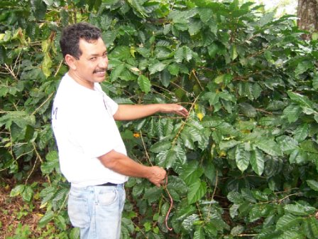 Nicaragua Diego Coffee – Tibaagan Coffees